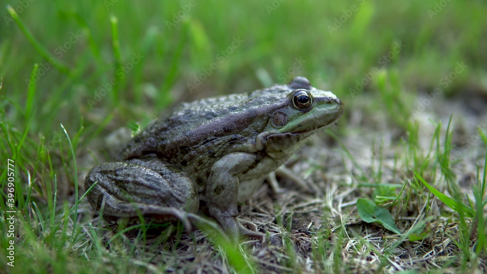 A large green toad sits on the grass A large green toad sits on the grass