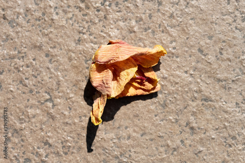 faded flower on the ground