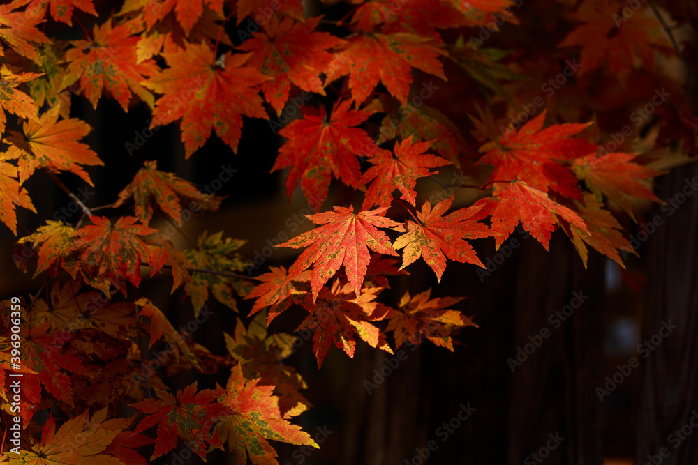 Red leaves of Korea maple. Natural autumn background. Bright maple tree. Red leaves of Korea maple. Natural autumn background. Bright maple tree.