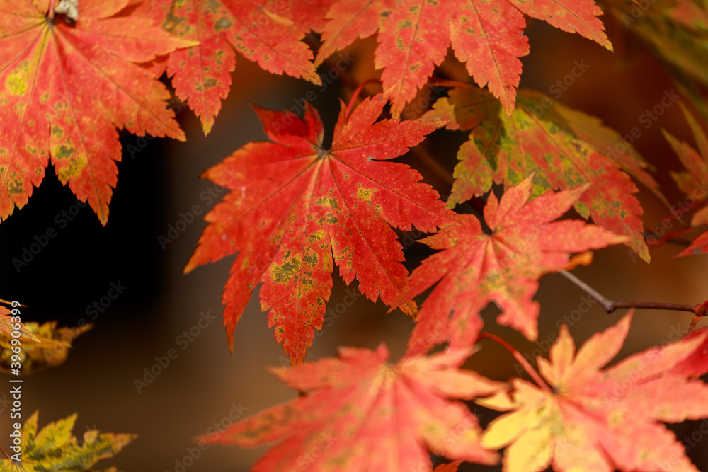Red leaves of Korea maple. Natural autumn background. Bright maple tree. Red leaves of Korea maple. Natural autumn background. Bright maple tree.