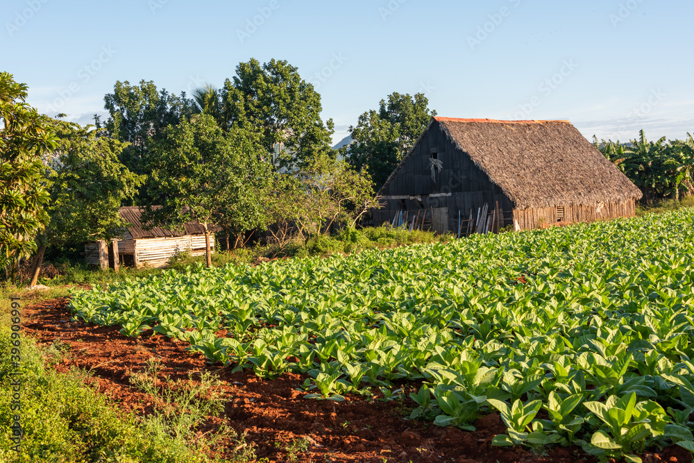 landscape with farm