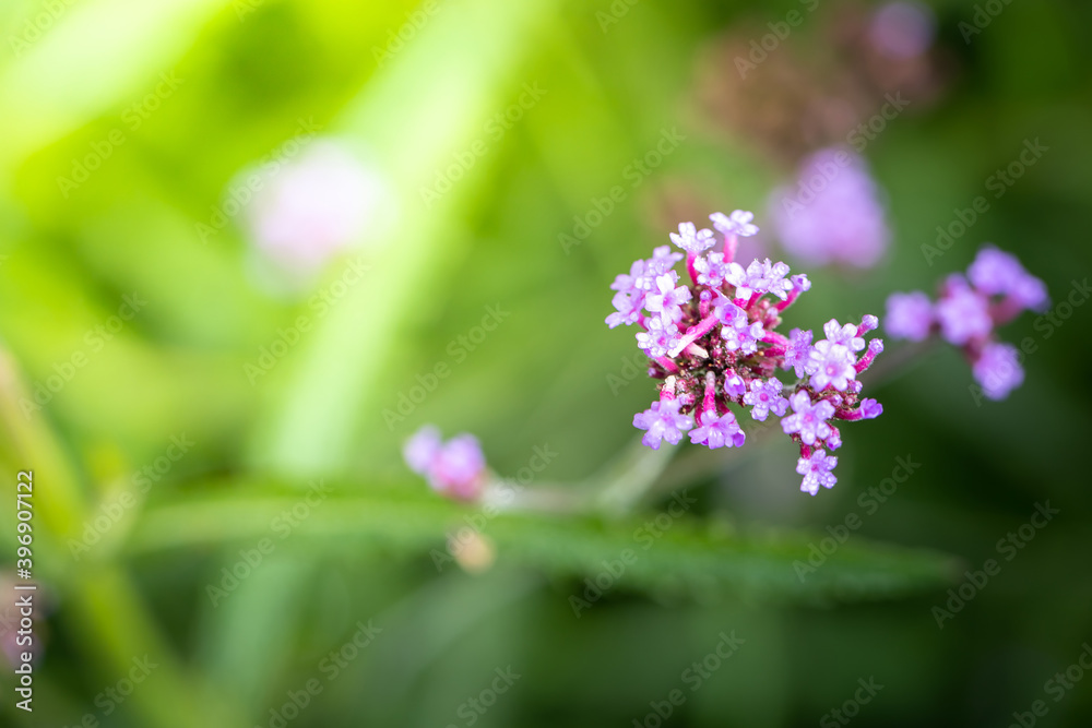 The background image of the colorful flowers The background image of the colorful flowers