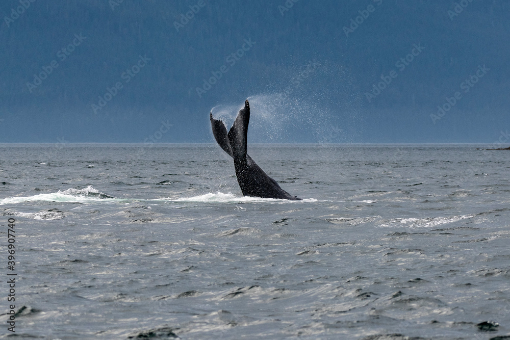 Fototapeta premium Whale tail