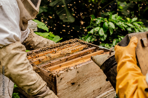 beekeeper working in his apiary