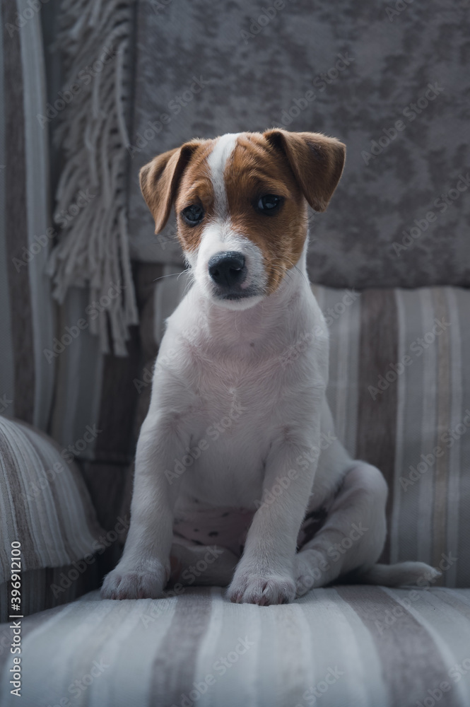 Small Jack Russell puppy looking directly at camera while sitting on a white and gray wing sofa