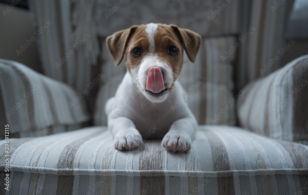 Jack russell puppy showing its tongue looking directly at camera while rests on a white and grey wing sofa Jack russell puppy showing its tongue looking directly at camera while rests on a white and grey wing sofa