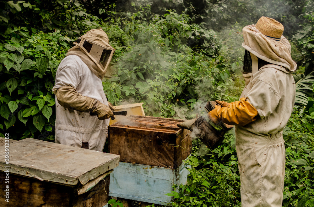 beekeeper working in his apiary beekeeper working in his apiary