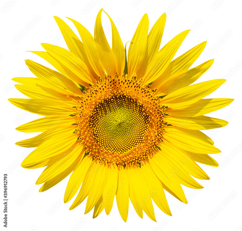 Fototapeta premium Sunflower isolated on white background with clipping path