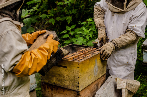 beekeeper working in his apiary photo