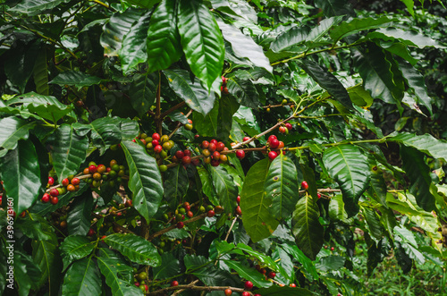 Fototapeta Naklejka Na Ścianę i Meble -  coffee beans in guatemala