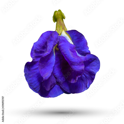 Butterfly pea, Blue pea, Asian pigeonwings (Clitoria ternatea) isolated on white background photo