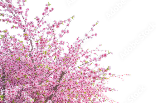 Sakura flower, Cherry blossom, Pink Sakura isolated on white background