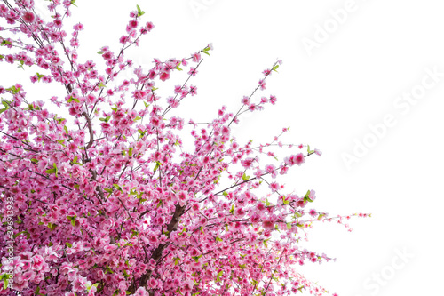 Sakura flower  Cherry blossom  Pink Sakura isolated on white background