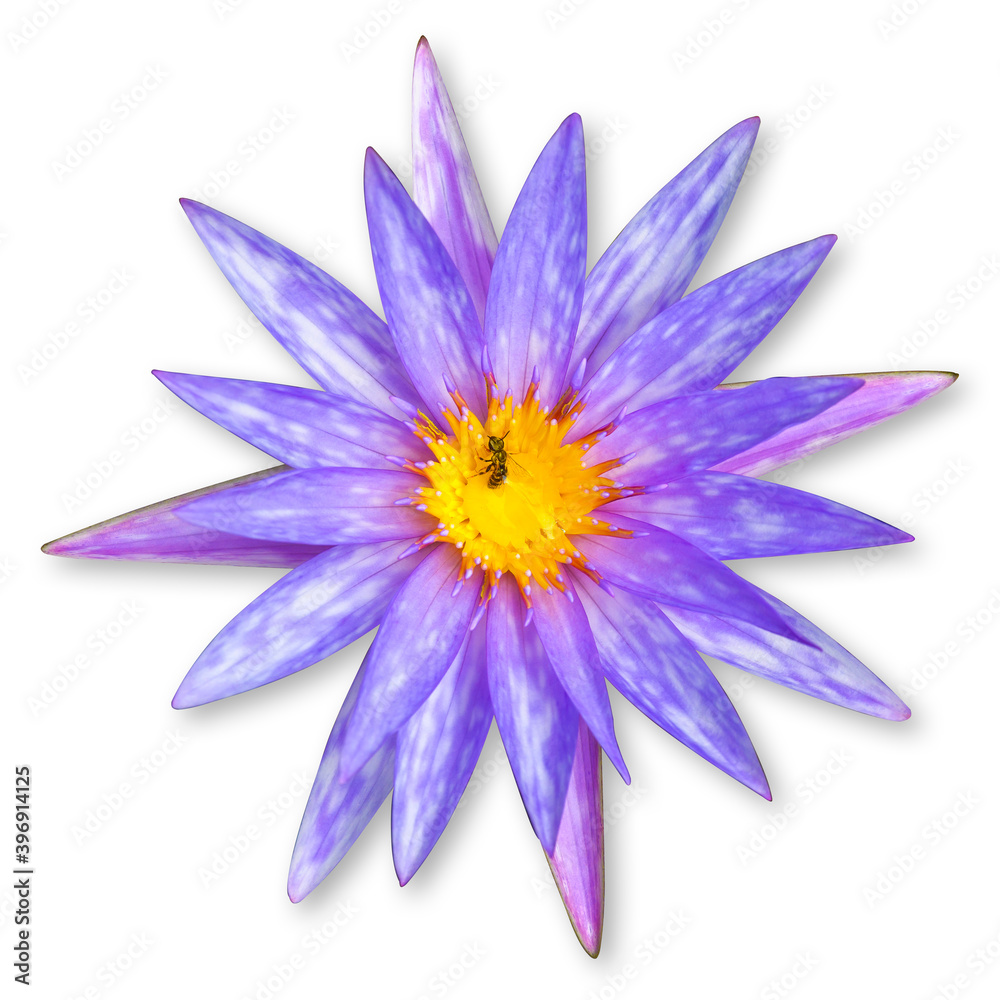The purple lotus flower, Water lily (Nymphaea nouchali Burm, Nymphaea stellata Willd, Nymphaea stellata, Nymphaea Cyanea Roxb) with bee isolated on white background