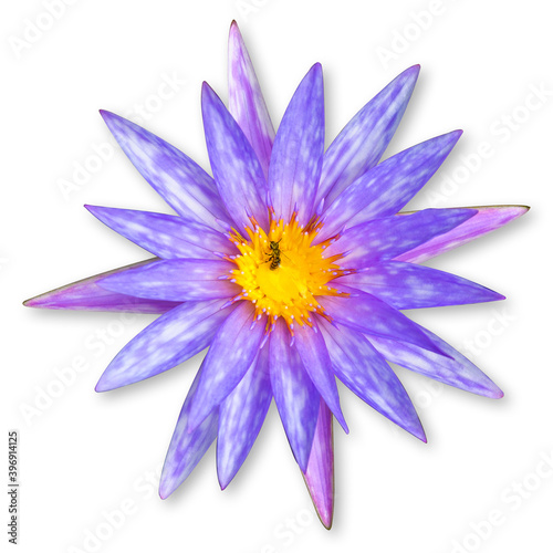 The purple lotus flower, Water lily (Nymphaea nouchali Burm, Nymphaea stellata Willd, Nymphaea stellata, Nymphaea Cyanea Roxb) with bee isolated on white background