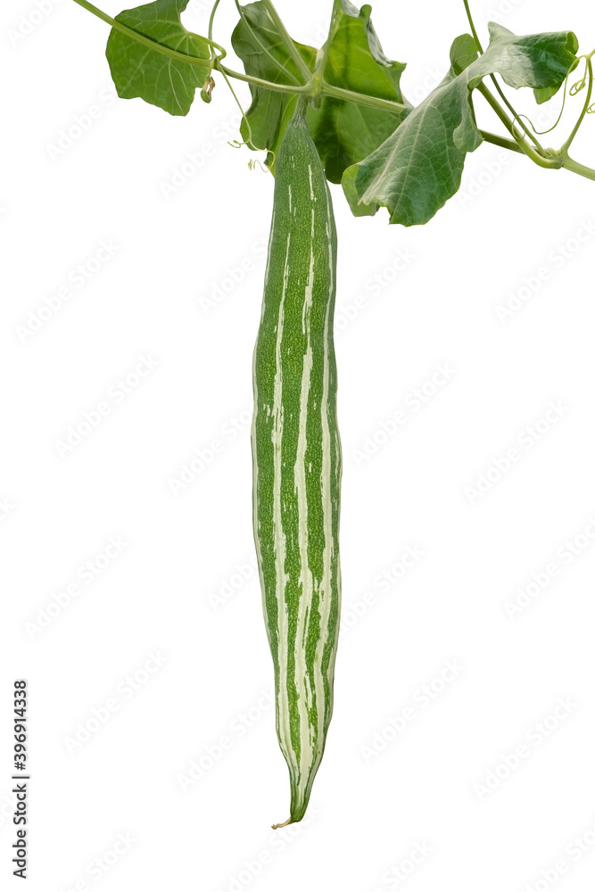 Obraz premium Snake gourd isolated on white background