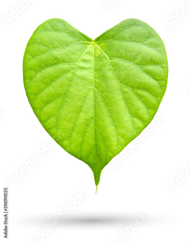 Leaf of Tinospora crispa Hook or Heart leaved moonseed isolated on white background with clipping path photo