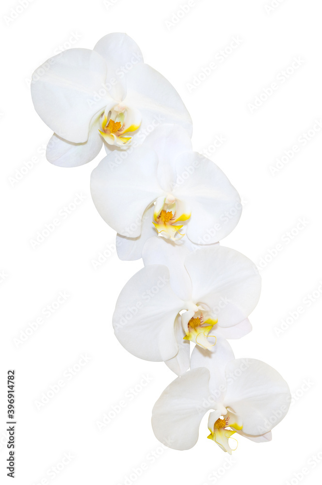 Phalaenopsis white flower orchid isolated on white background Phalaenopsis white flower orchid isolated on white background