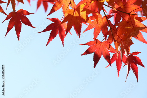 red maple leaf photo