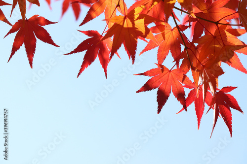red maple leaf