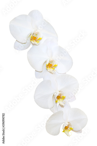 Phalaenopsis white flower orchid isolated on white background