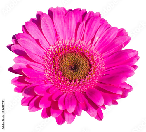 Pink Garbera Daisy flower isolated on white background with clipping path