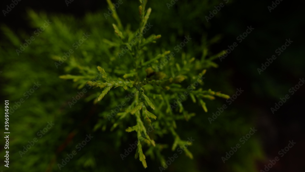 leaf leaf