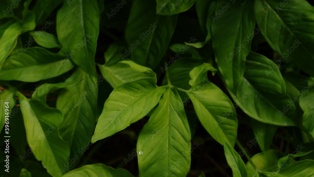 leaf leaf