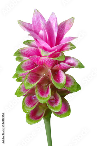 Pink Siam Tulip or Curcuma flower isolated on white background photo