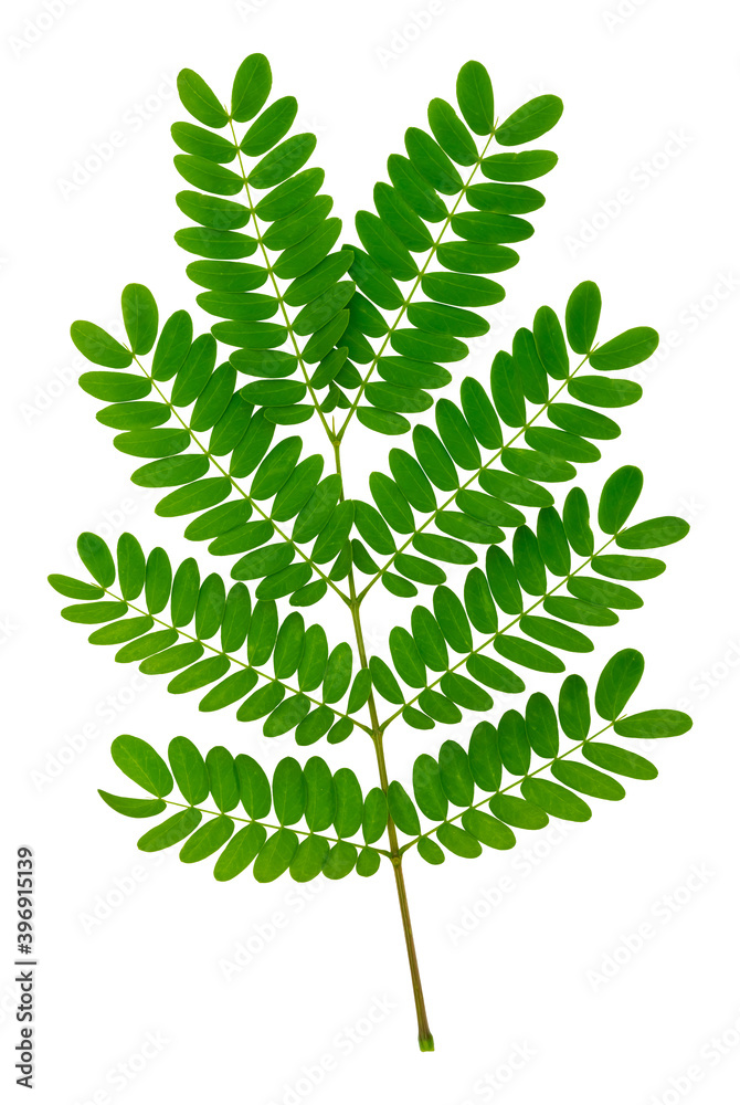 The leaf of White popinac, Lead tree, Horse tamarind, Leucaena, lpil-lpil (Leucaena leucocephala) isolated on white background with clipping path