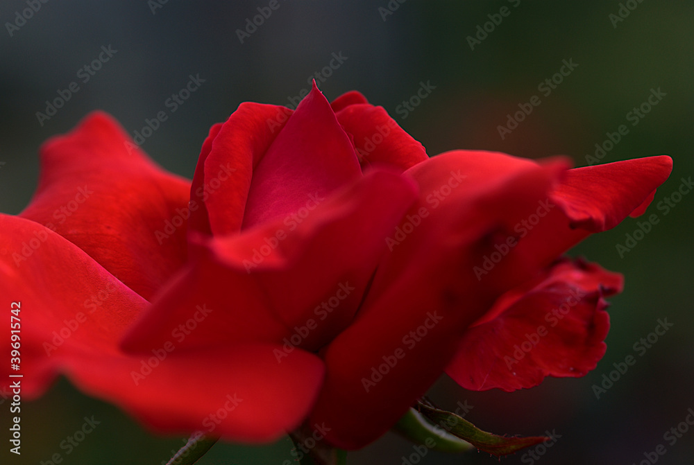 single red rose single red rose