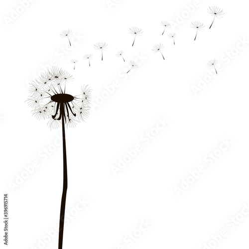 Sketch with dandelion black on white background. Elegant decoration. Vintage nature illustration. Stock image. EPS 10.