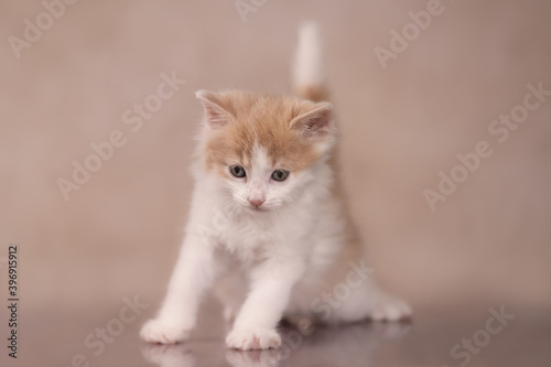 Ginger kitten pouncing play