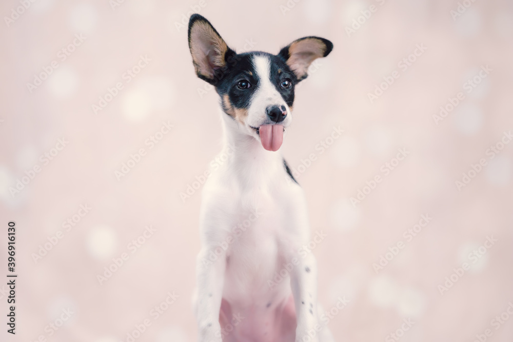 Puppy tongue out portrait