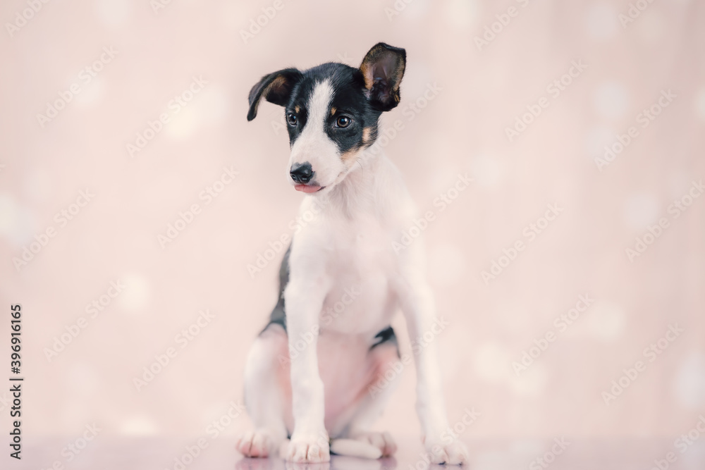 Puppy tongue out Puppy tongue out