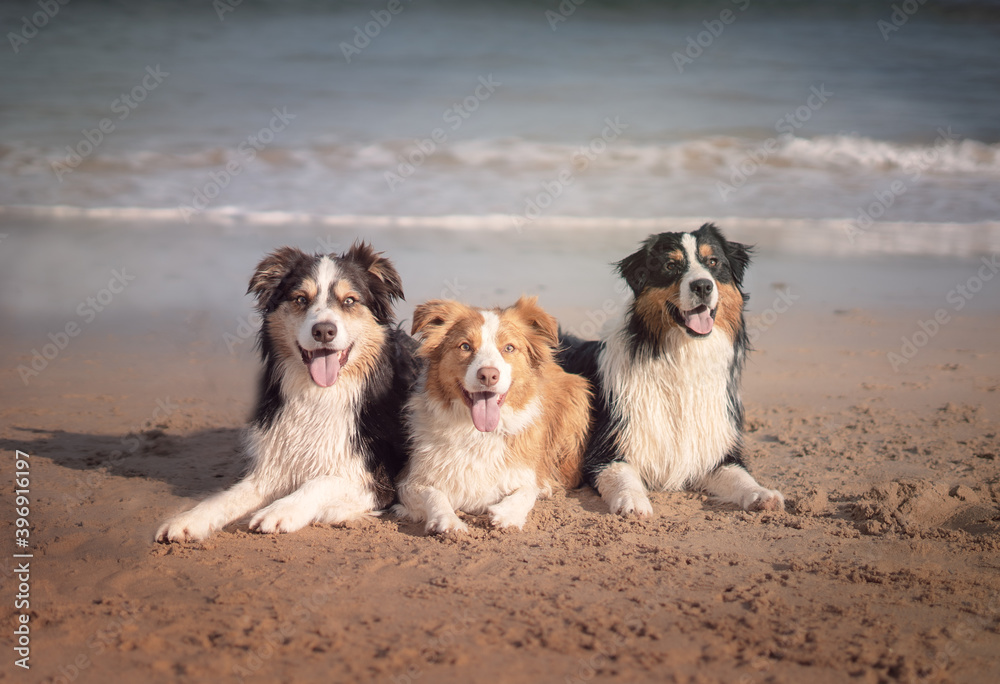 Dogs laying in sand at the beach