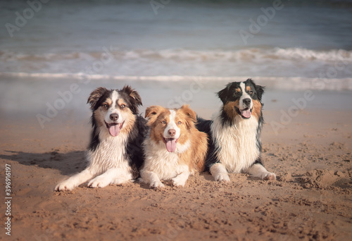 Dogs laying in sand at the beach photo