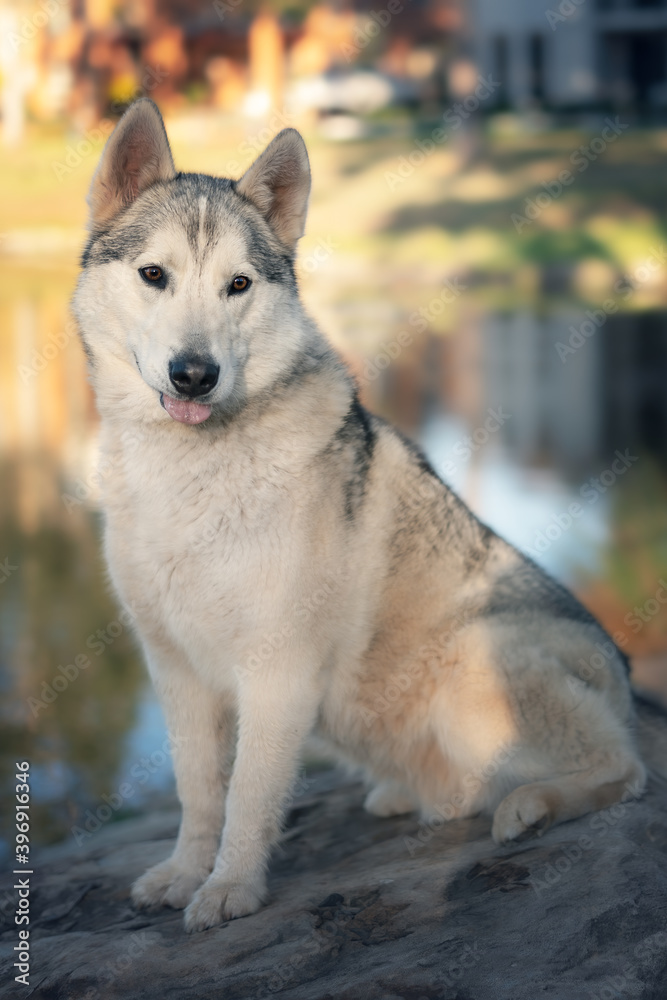 Obraz premium Cute husky wolf dog tongue out