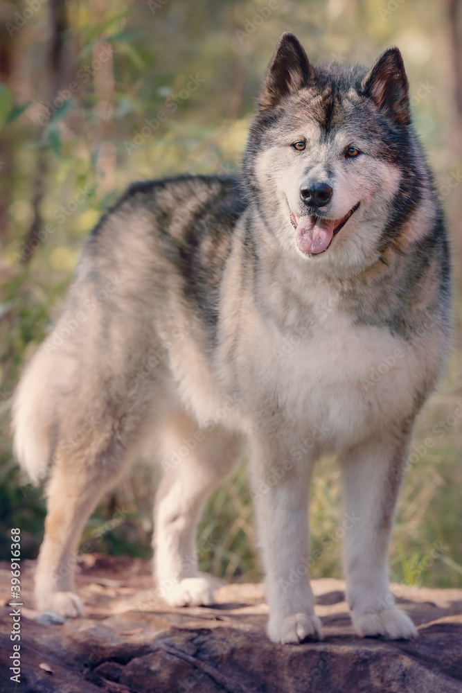 Husky wolf dog standing in forest
