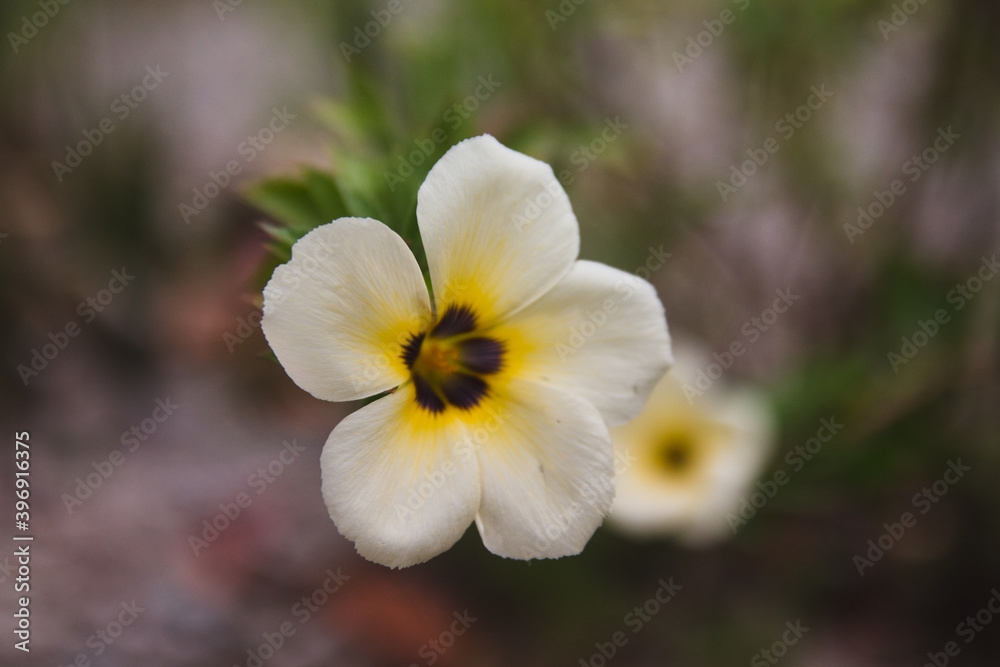 Close up image of white and yellow flower blooming Close up image of white and yellow flower blooming