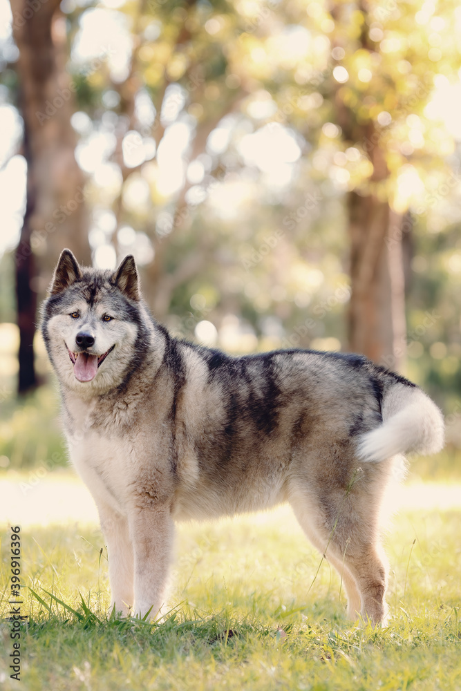Husky wolf dog standing in forest Husky wolf dog standing in forest