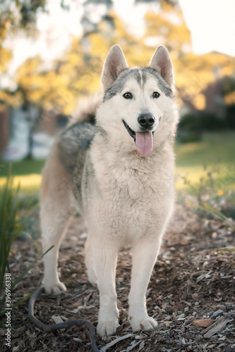 Husky wolf dog near yellow trees