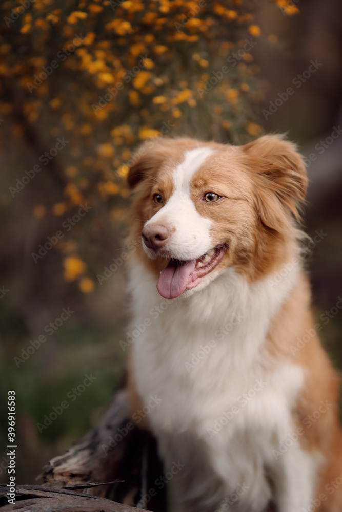 Red dog with yellow flowers