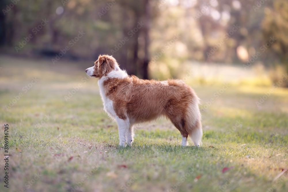 Red dog standing in park