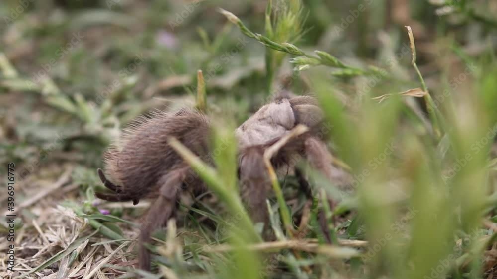 Tarantula Crawling Through Grass Field Tarantula Crawling Through Grass Field