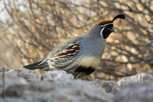 Gambel's Quail in desert