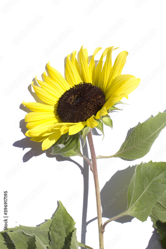 Obraz premium sunflower isolated white background