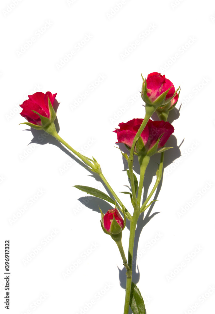Obraz premium little red rose isolated white background