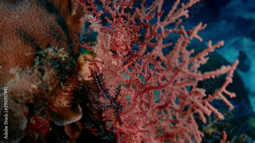 The ornate ghost pipefish or harlequin ghost pipefish, Solenostomus paradoxus, is hiding in a feather star Crinoids, Raja Ampat, Indonesia photo