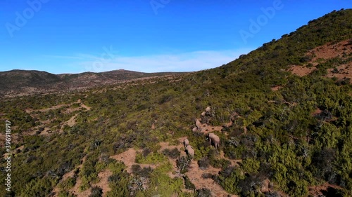 A breeding herd of elephants meanders through the green hills of the eastern Cape Karoo, South Africa.